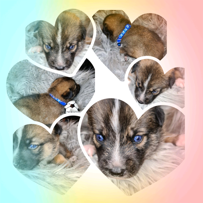 belgian malinois for sale gumtree